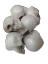 Imagen de Calaveras chicas en tergopol